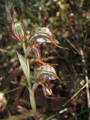 Pterostylis exserta