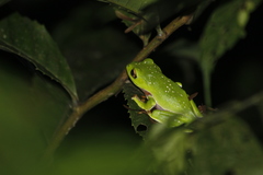 Zhangixalus aurantiventris
