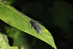 Aethalodes verrucosus formosanus