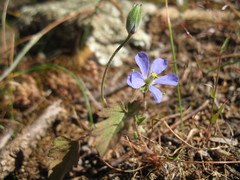 Erodium cygnorum