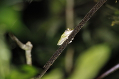 Kurixalus berylliniris