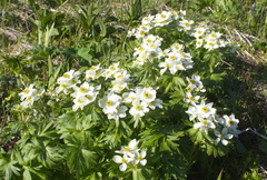 Anemonastrum villosissimum