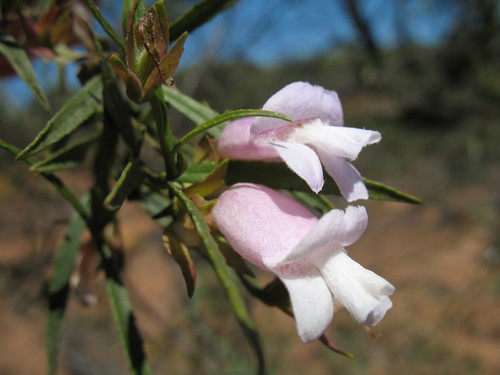 Eremophila clarkei A.F.Oldfield & F.Muell.