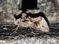 Plusiopalpa adrasta