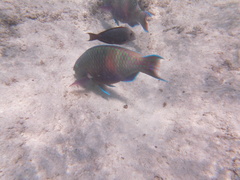 Scarus fuscopurpureus