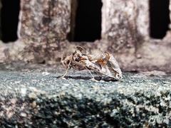Plusiopalpa adrasta