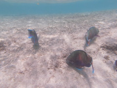 Scarus fuscopurpureus