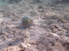 Scarus fuscopurpureus