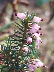 Erica erigena