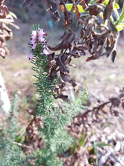 Erica erigena