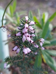 Erica erigena