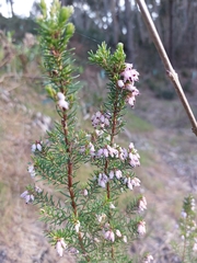Erica erigena