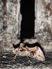 Plusiopalpa adrasta