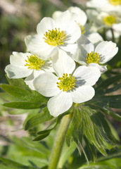 Anemonastrum villosissimum