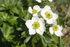 Anemonastrum villosissimum