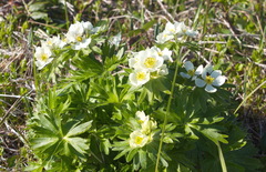 Anemonastrum villosissimum