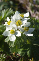 Anemonastrum villosissimum