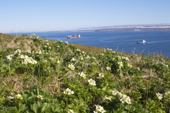 Anemonastrum villosissimum