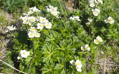 Anemonastrum villosissimum