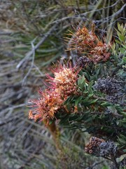 Bejaria