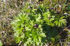 Anemonastrum villosissimum
