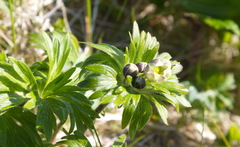 Anemonastrum villosissimum