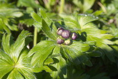 Anemonastrum villosissimum