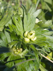 Anemonastrum villosissimum