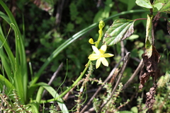 Bulbine vagans