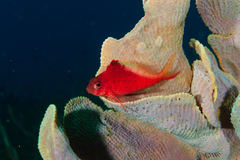 Cyprinocirrhites polyactis