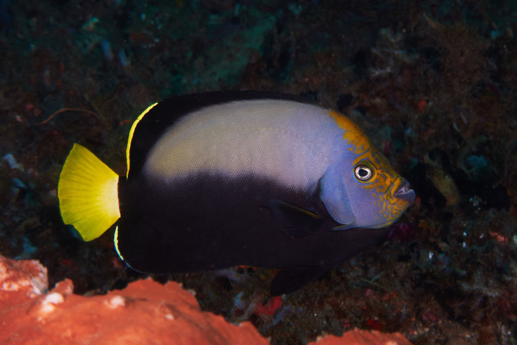 Velvet Angelfish