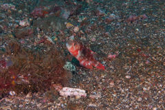 Oxycheilinus bimaculatus