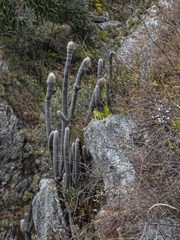Espostoa