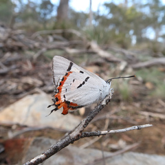 Pseudalmenus chlorinda