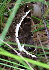 Erebus terminitincta