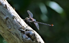Petalura litorea