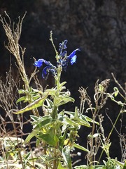 Salvia sagittata