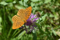 Argynnis paphia