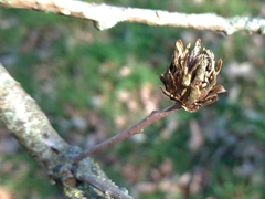 Andricus foecundatrix