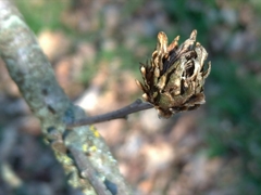 Andricus foecundatrix