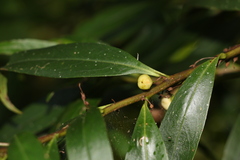 Myoporum betcheanum