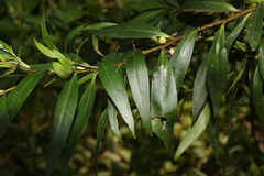 Myoporum betcheanum