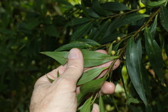 Myoporum betcheanum
