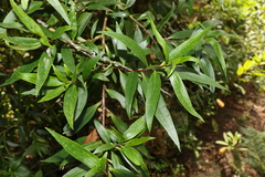 Myoporum betcheanum