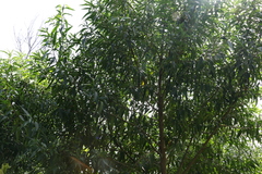 Myoporum betcheanum
