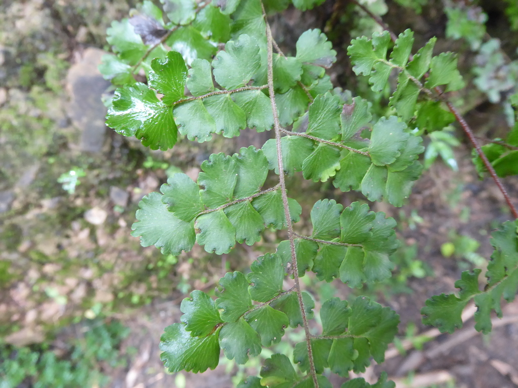 Adiantum imbricatum