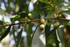 Myoporum betcheanum