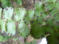 Adiantum henslovianum