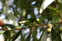 Myoporum betcheanum