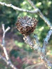 Andricus foecundatrix